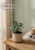 Aphelandra