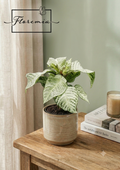 Aphelandra White Wash