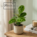 Calathea Zebrina