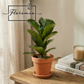FIcus Lirata