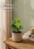 Ficus Lyrata Bambino