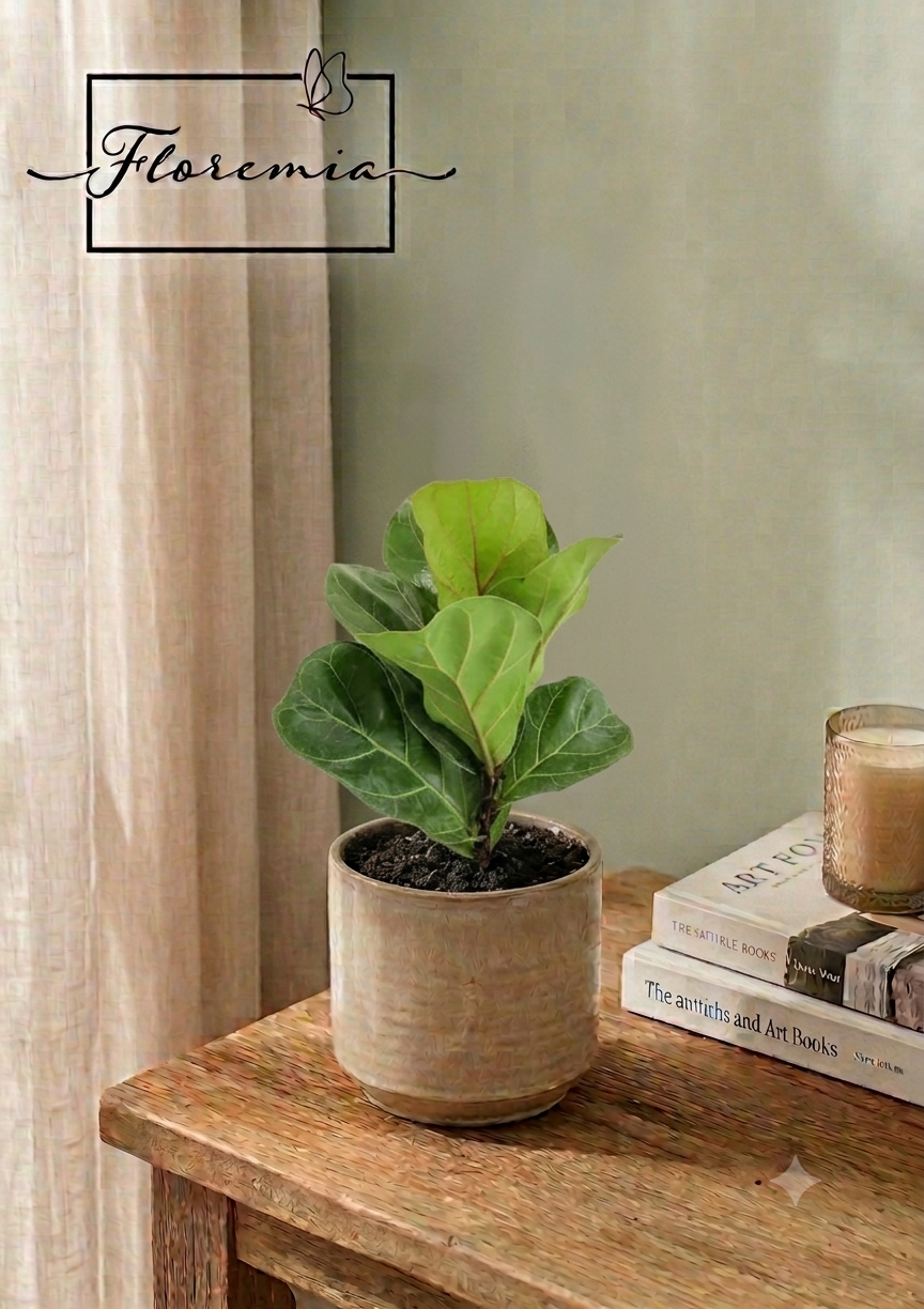 Ficus Lyrata Bambino