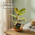 Ficus Shivereana