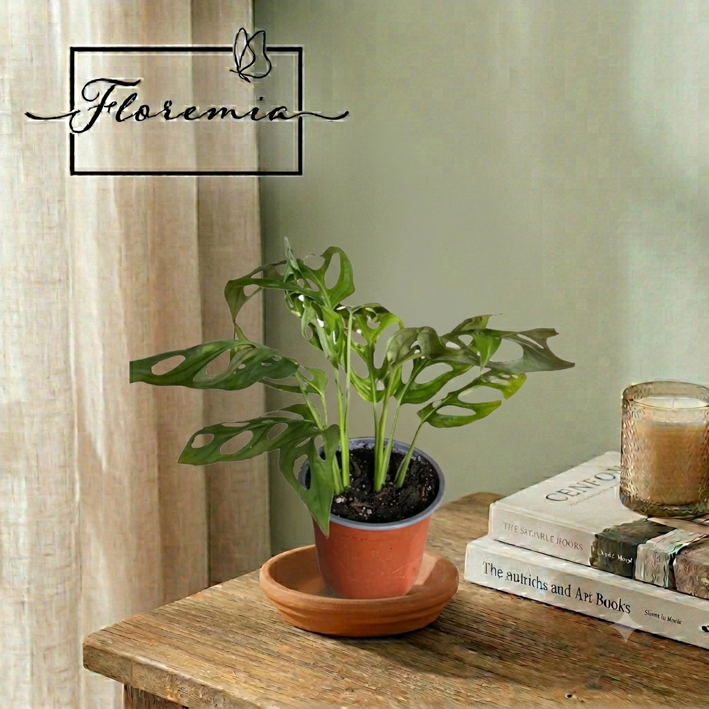 Monstera Adansonii
